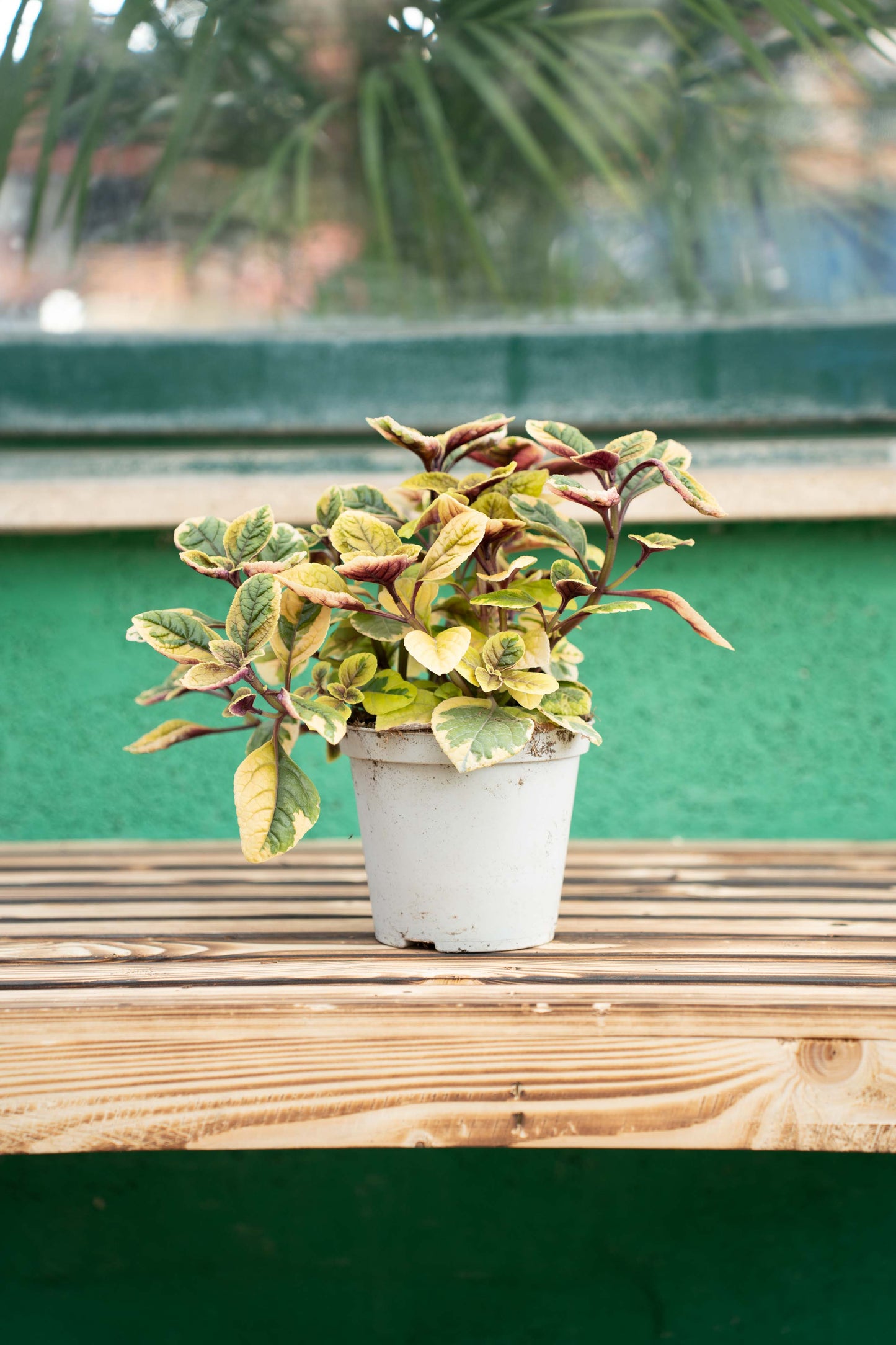 Incenso (Plectranthus Lemon)