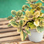 Incenso (Plectranthus Lemon)