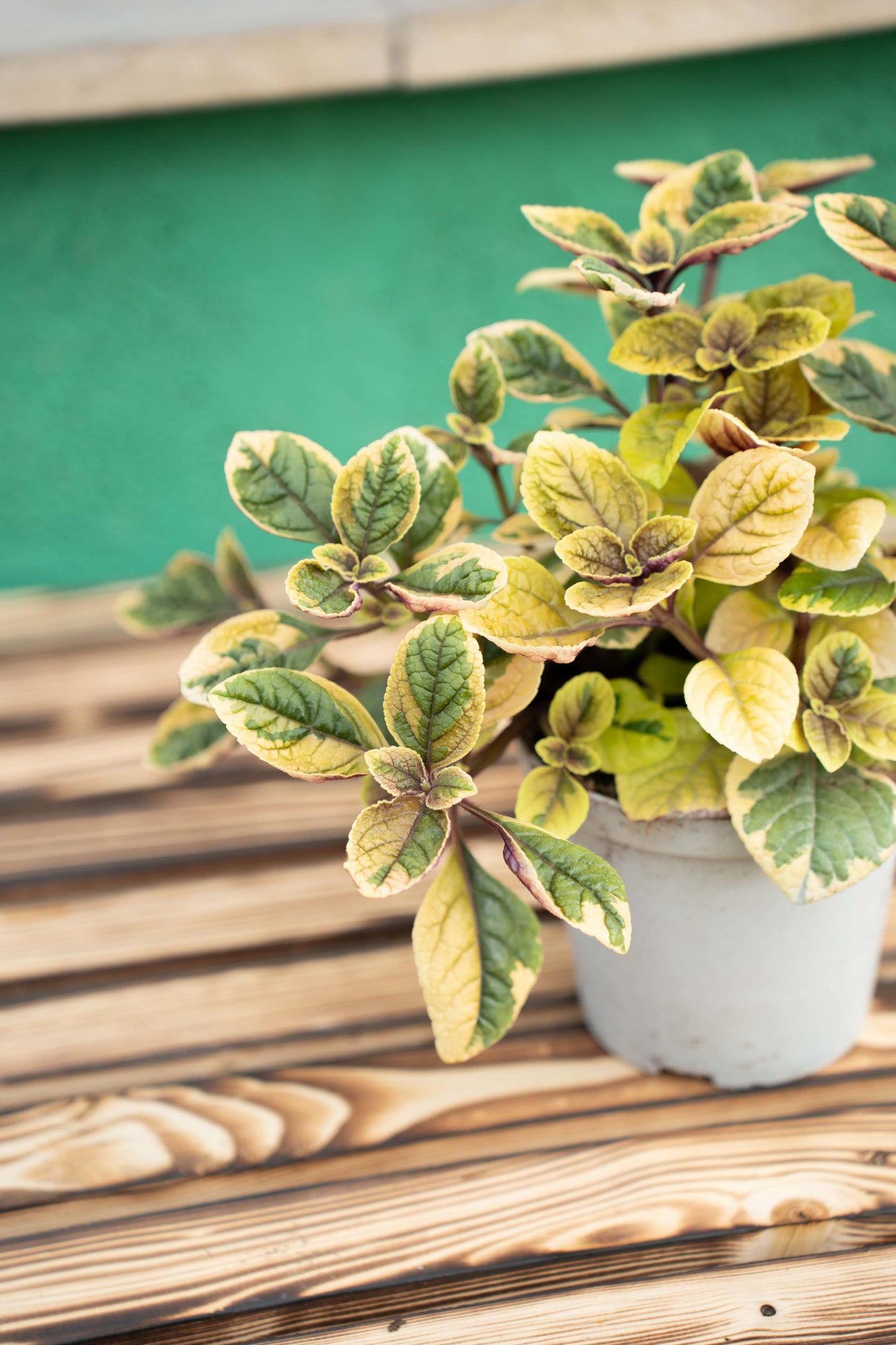 Incenso (Plectranthus Lemon)