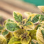 Incenso (Plectranthus Lemon)