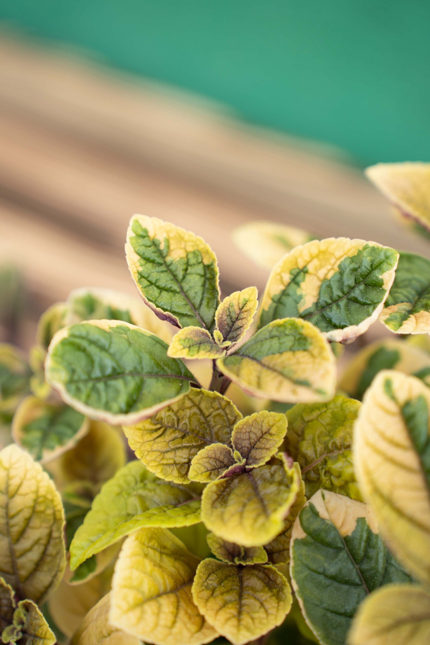 Incenso (Plectranthus Lemon)