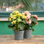 Begonia elatior - Vaso ø 14 cm