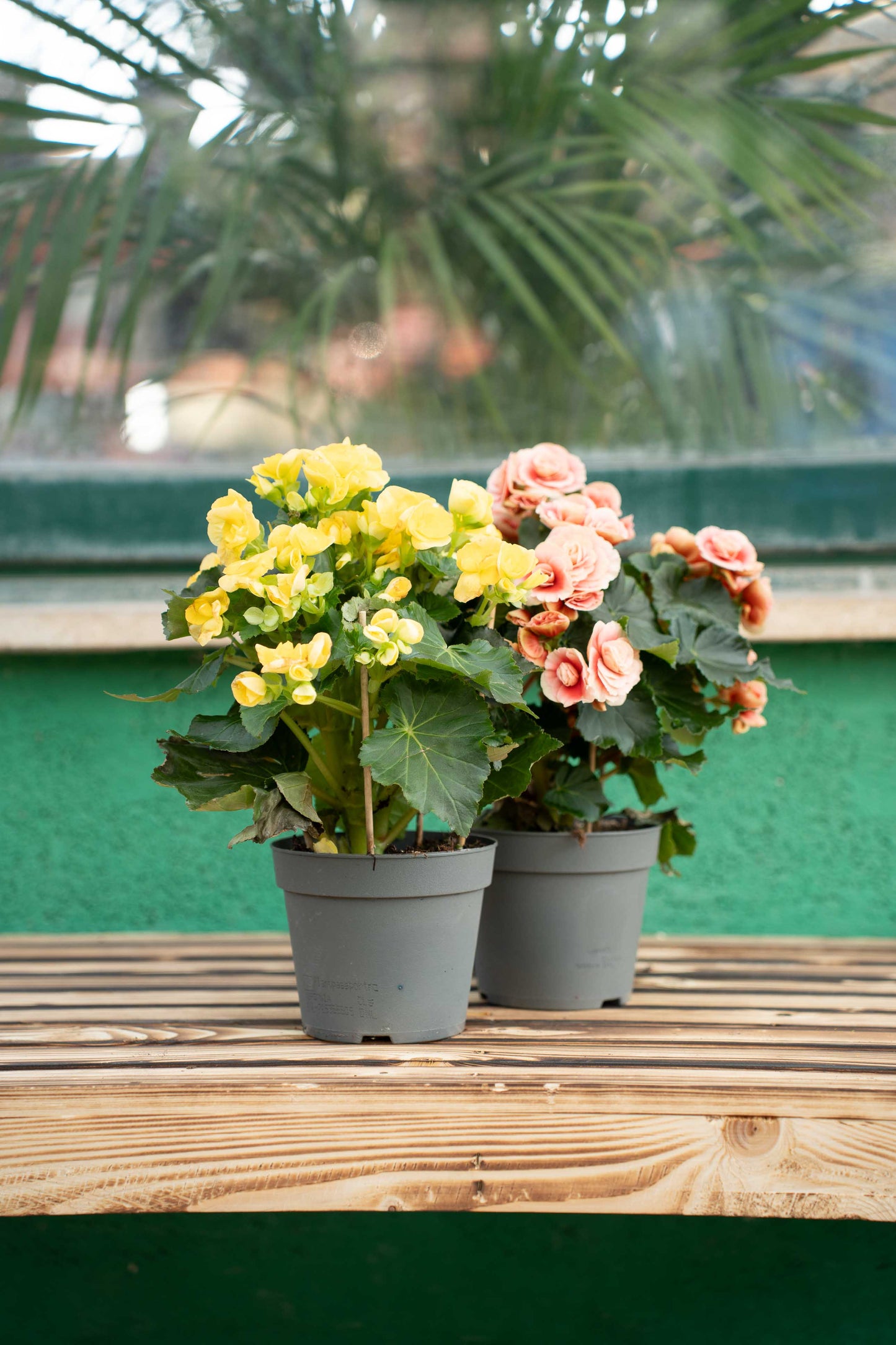 Begonia elatior - Vaso ø 14 cm