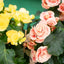 Begonia elatior - Vaso ø 14 cm