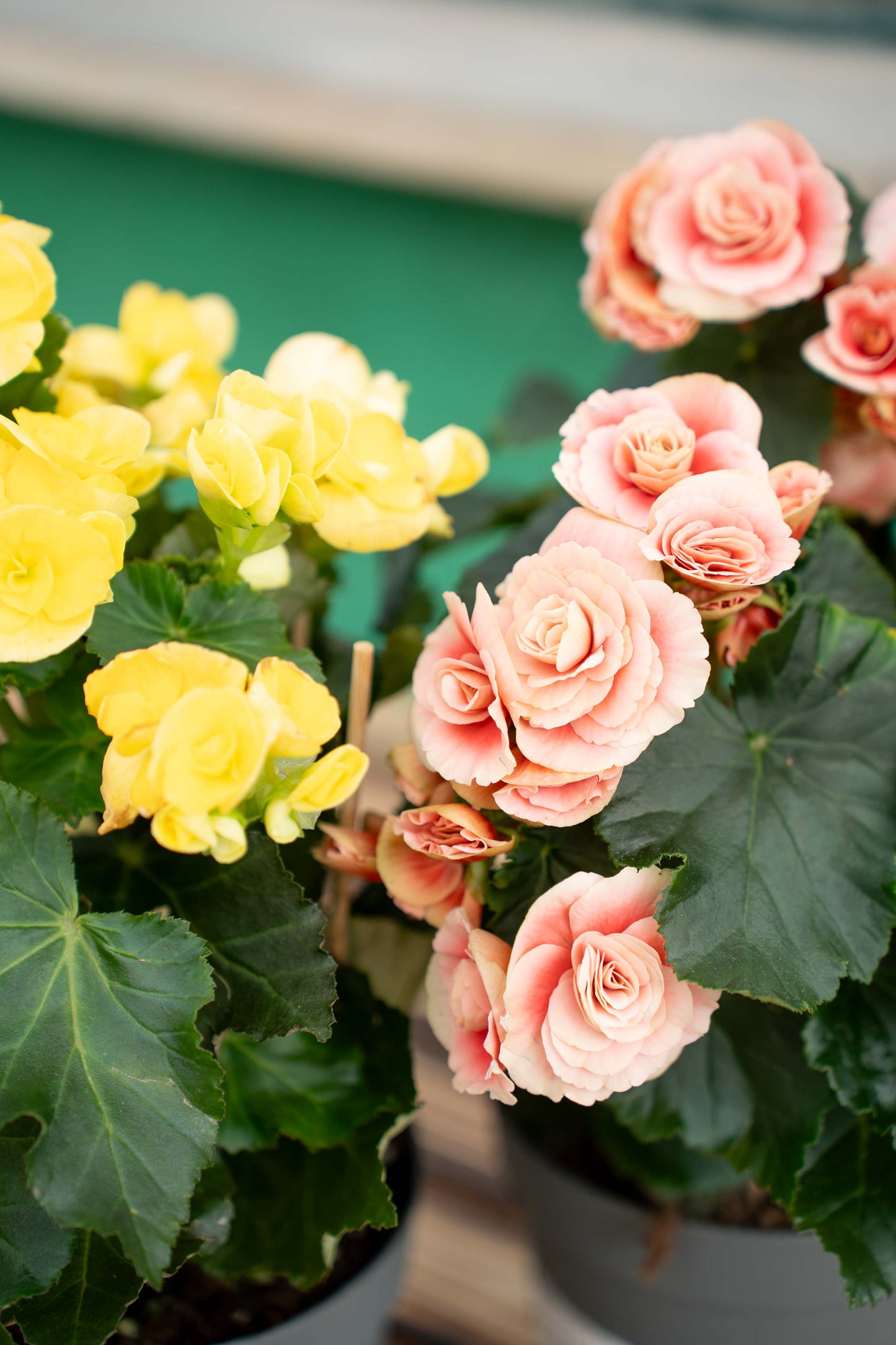 Begonia elatior - Vaso ø 14 cm