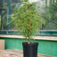 Sciadopitys verticillata