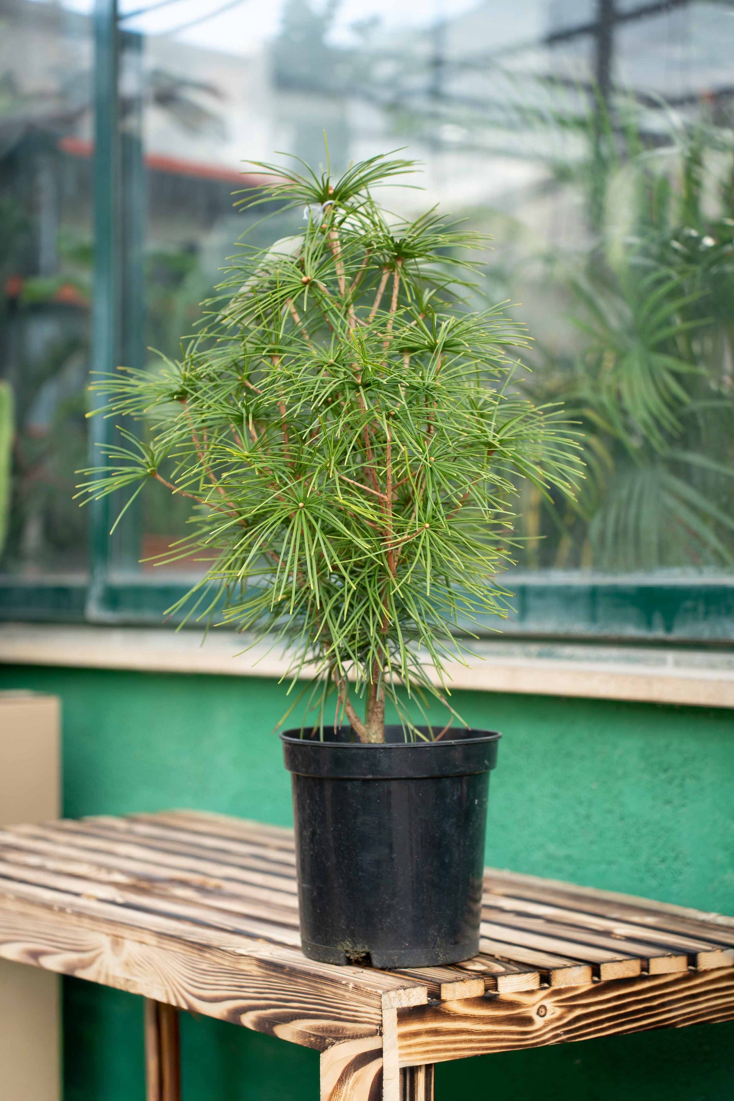 Sciadopitys verticillata