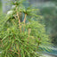 Sciadopitys verticillata
