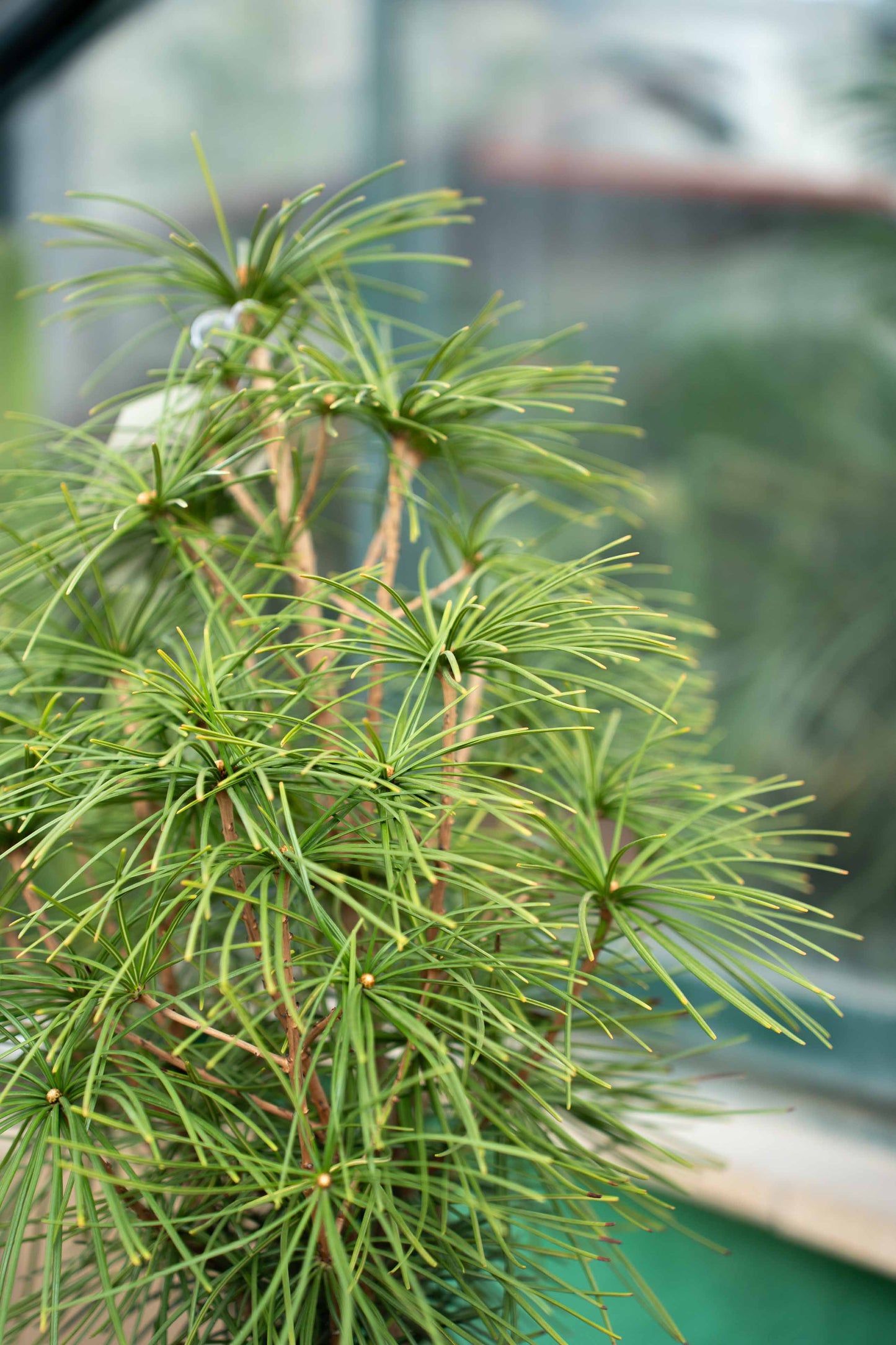 Sciadopitys verticillata