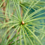 Sciadopitys verticillata