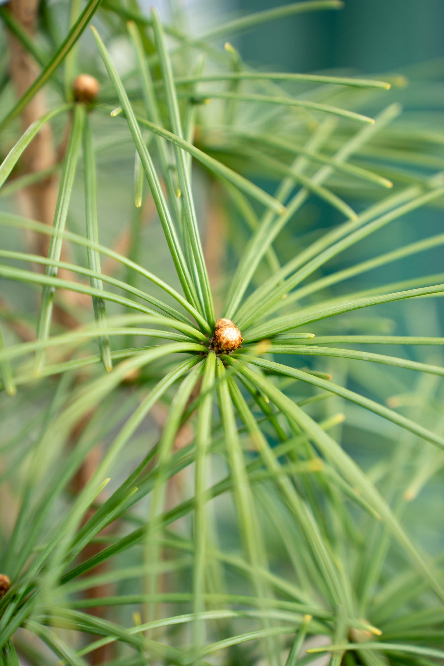Sciadopitys verticillata
