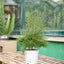 Erica Caniculata