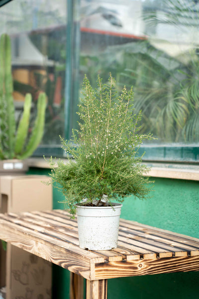 Erica Caniculata