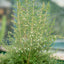 Erica Caniculata