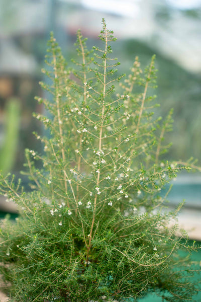 Erica Caniculata