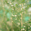 Erica Caniculata