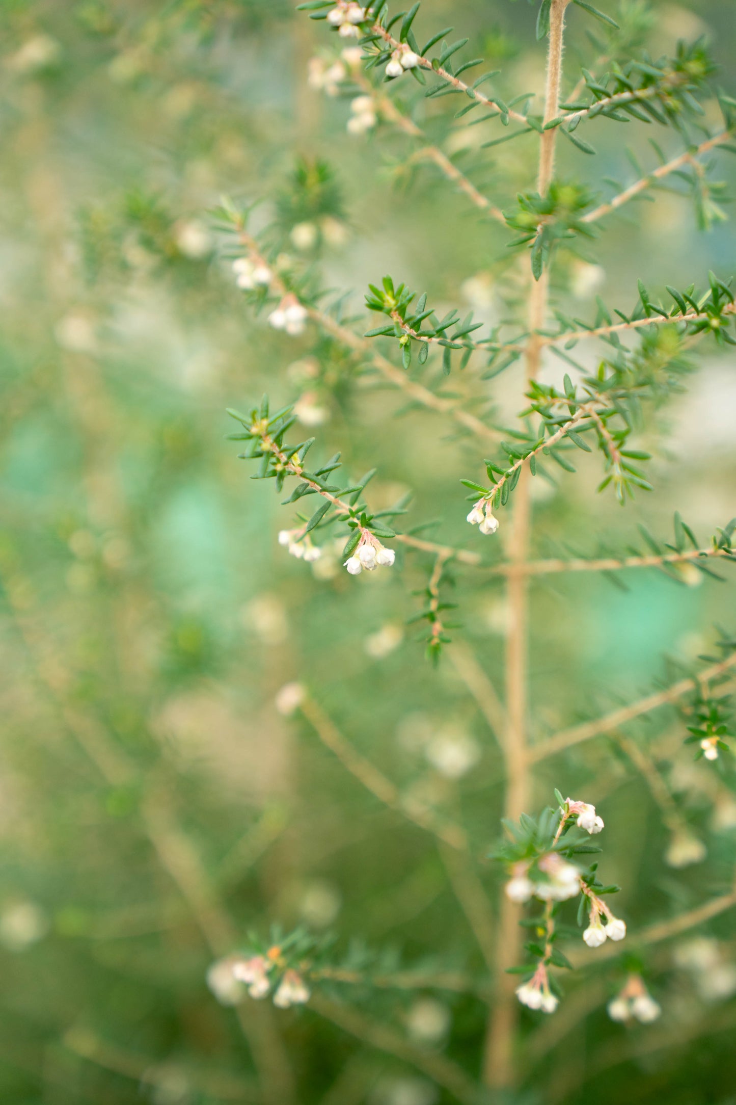 Erica Caniculata