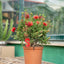 Callistemon