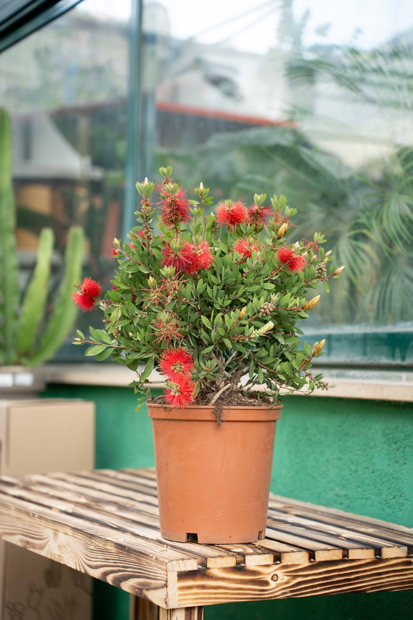 Callistemon