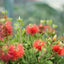 Callistemon