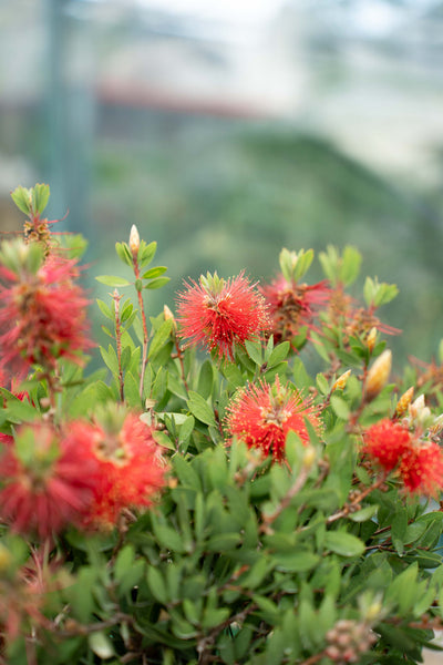Callistemon