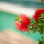 Callistemon