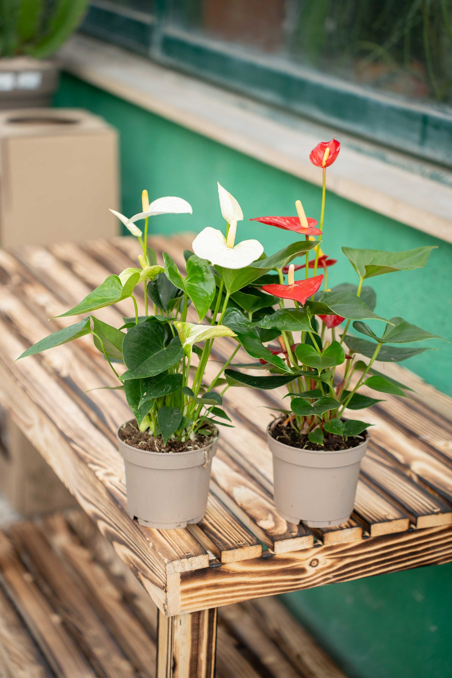 Anthurium andreanum - Vaso ø 17 cm
