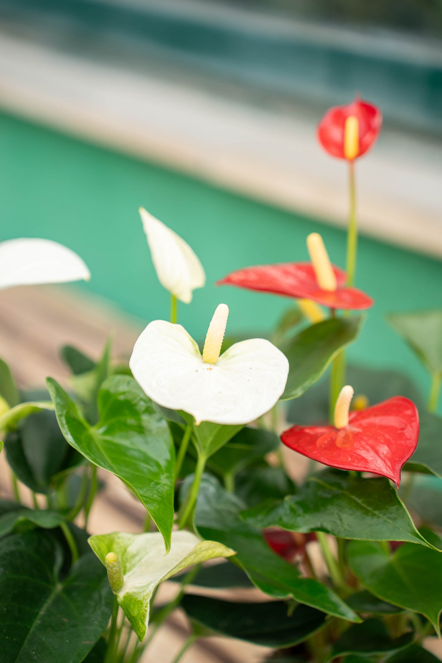 Anthurium andreanum - Vaso ø 17 cm