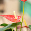 Anthurium andreanum - Vaso ø 17 cm