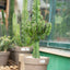 Euphorbia erythraea (Euforbia Eritrea)