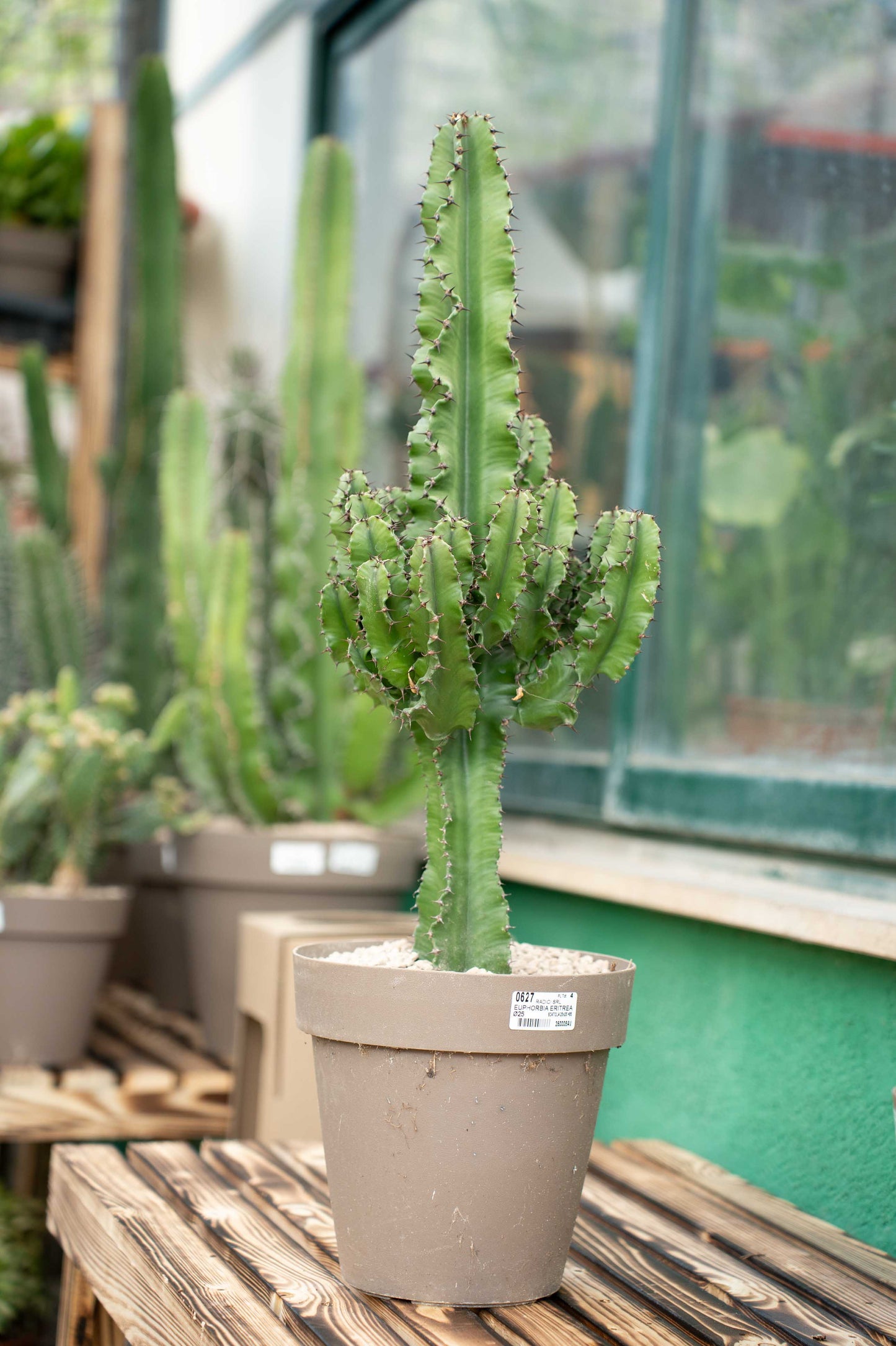 Euphorbia erythraea (Euforbia Eritrea)
