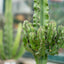 Euphorbia erythraea (Euforbia Eritrea)