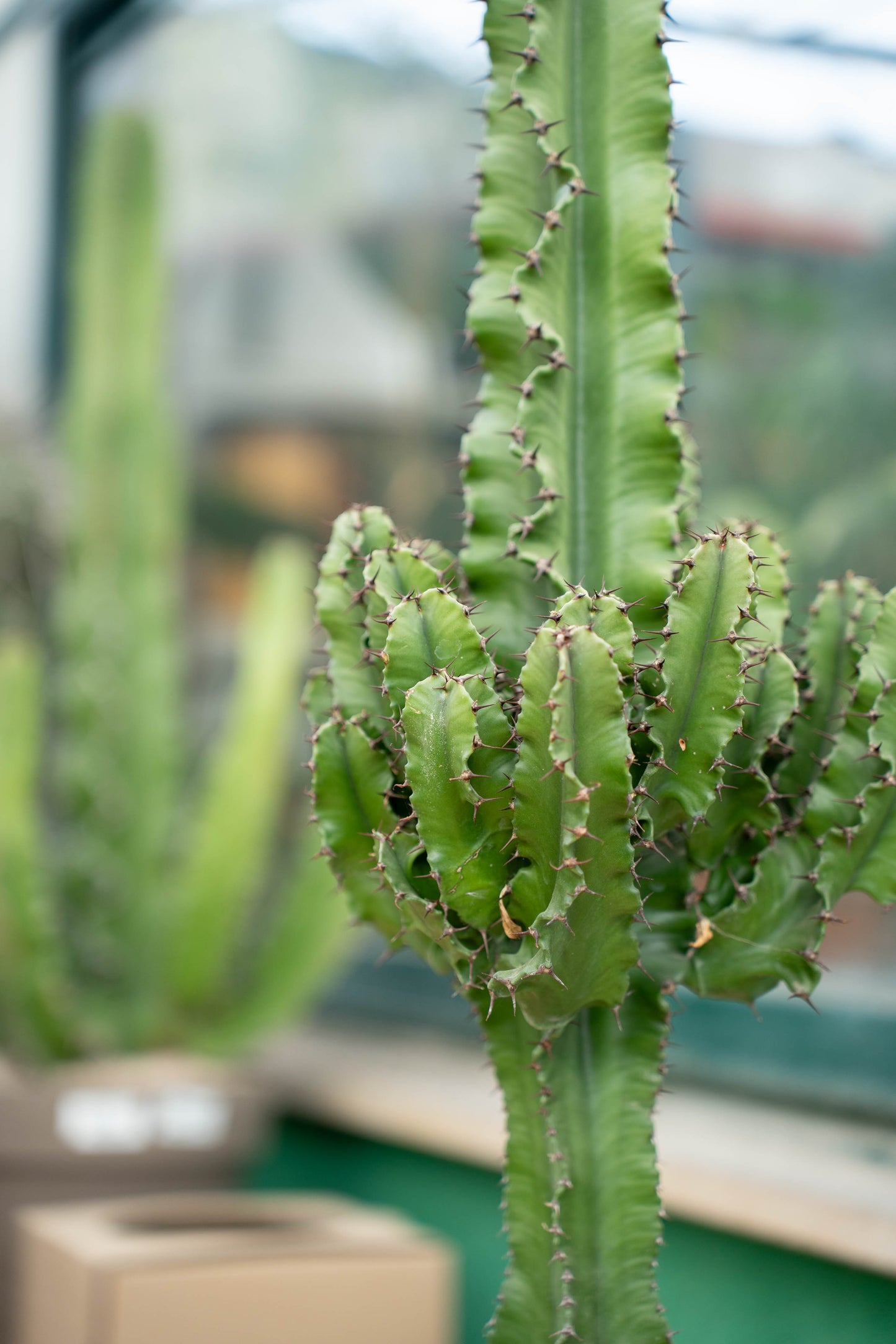 Euphorbia erythraea (Euforbia Eritrea)