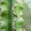 Euphorbia erythraea (Euforbia Eritrea)