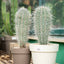 Pachycereus pringlei
