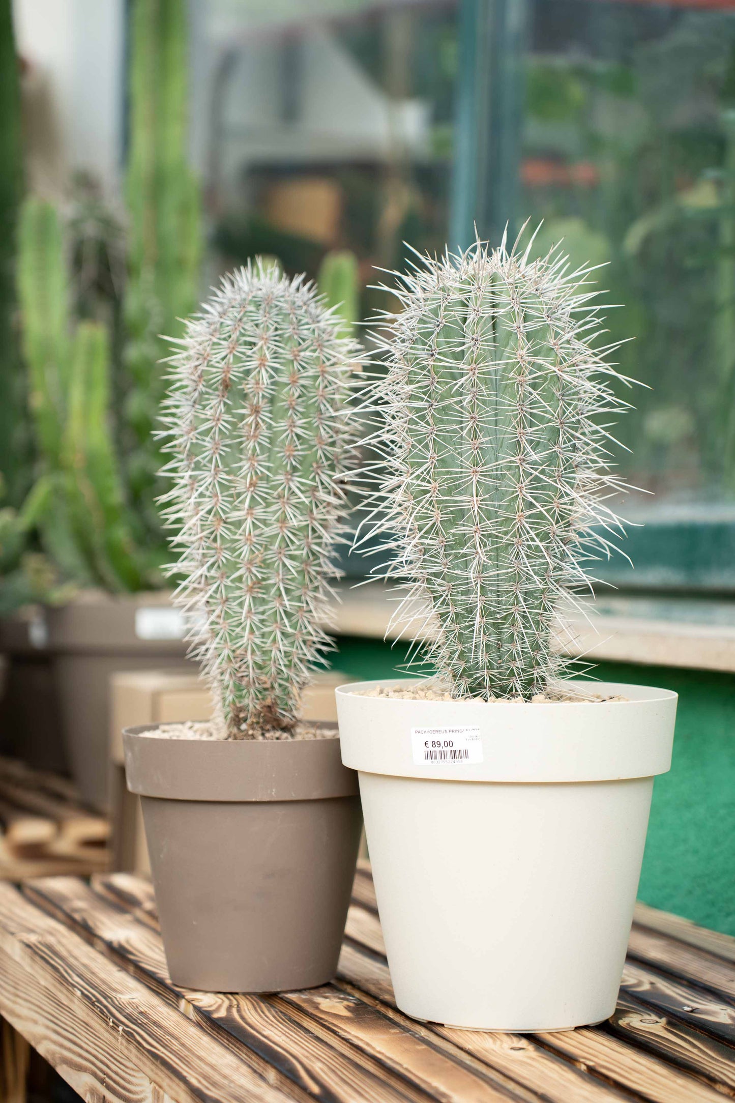 Pachycereus pringlei
