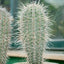 Pachycereus pringlei