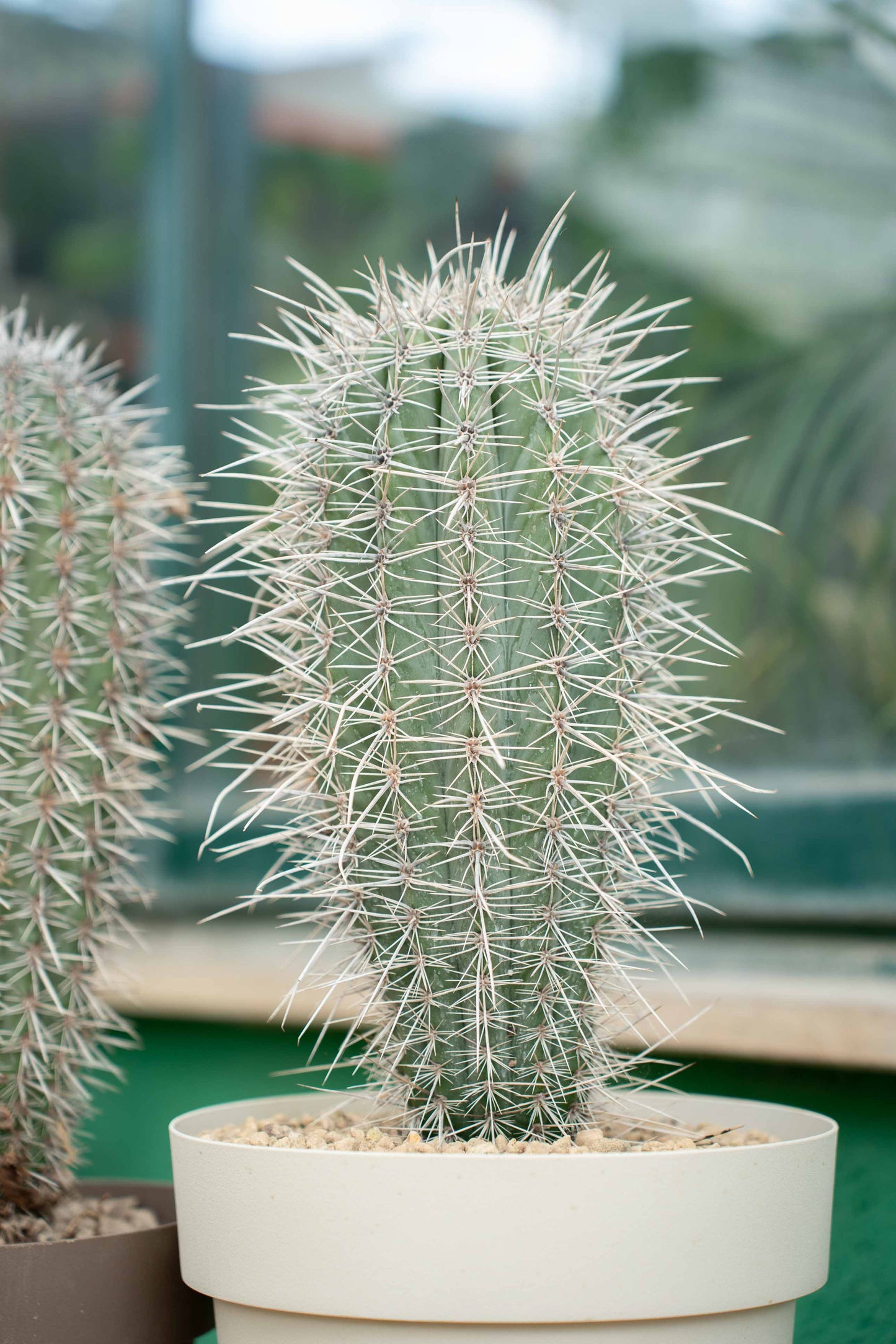 Pachycereus pringlei