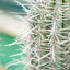 Pachycereus pringlei