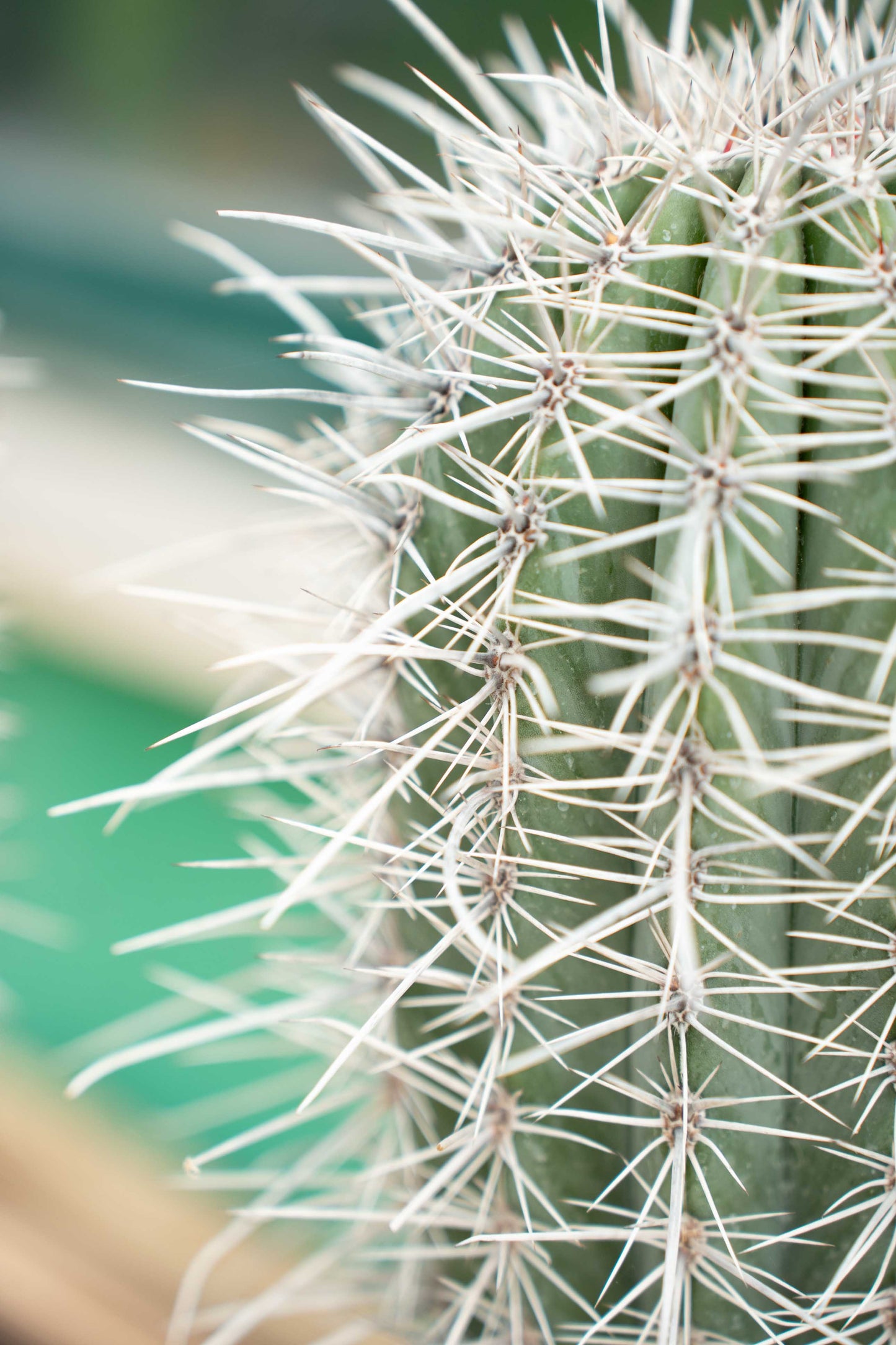 Pachycereus pringlei