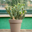 Opuntia Quitensis Vaso ø 20
