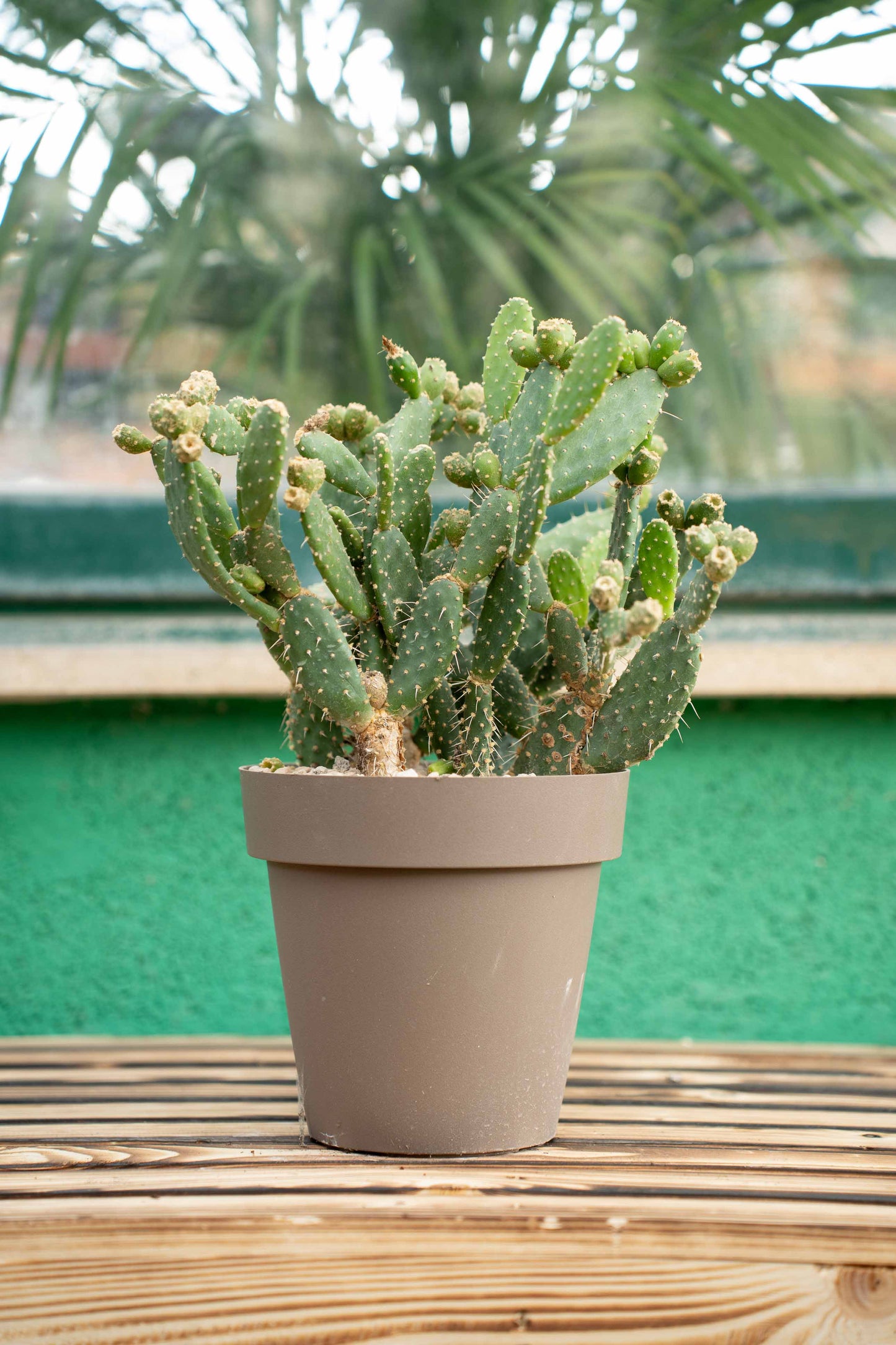 Opuntia Quitensis Vaso ø 20