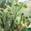 Opuntia Quitensis Vaso ø 20