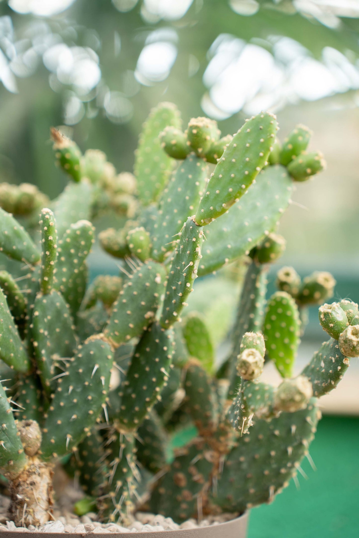 Opuntia Quitensis Vaso ø 20
