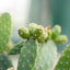 Opuntia Quitensis Vaso ø 20