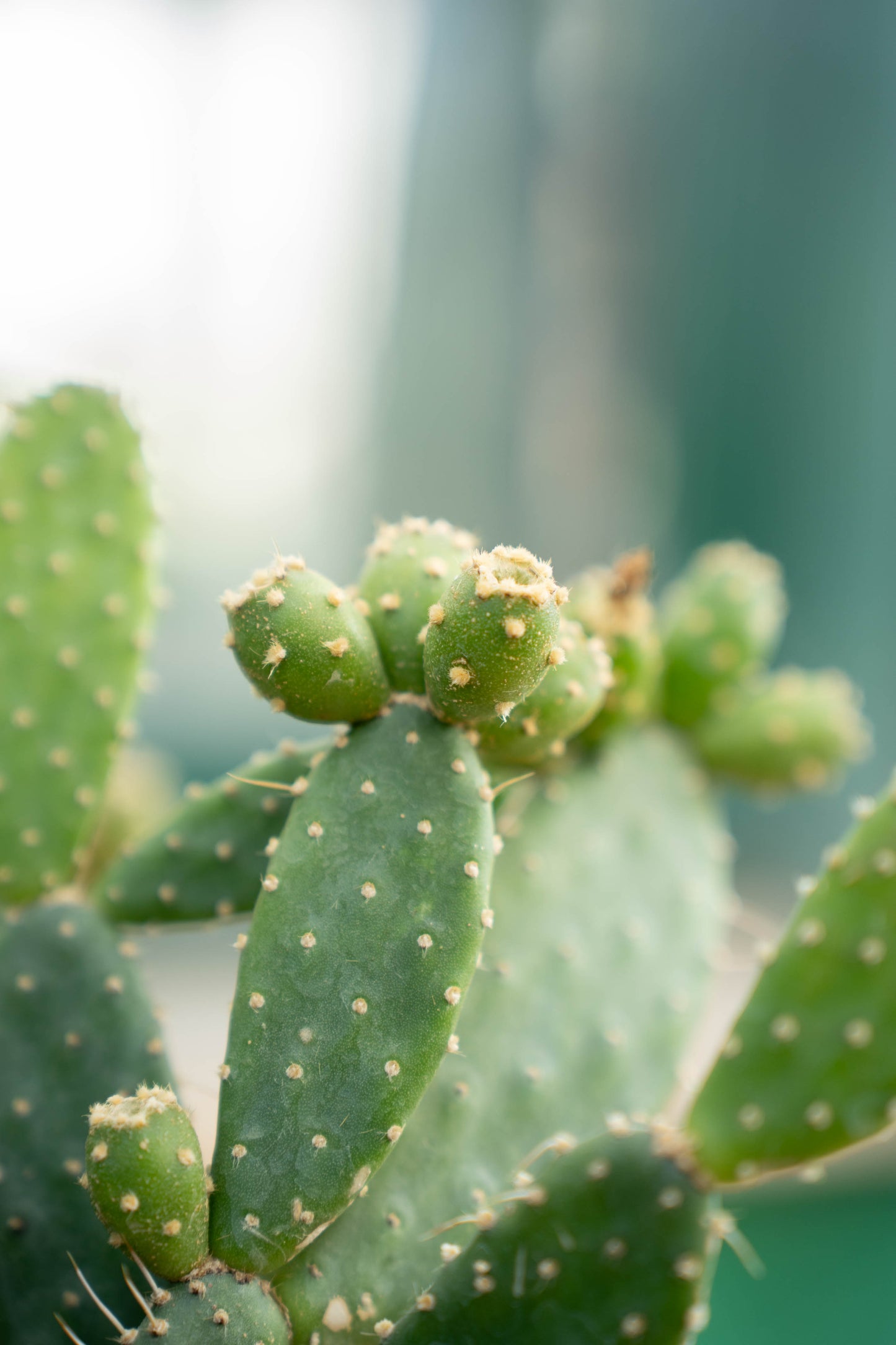Opuntia Quitensis Vaso ø 20