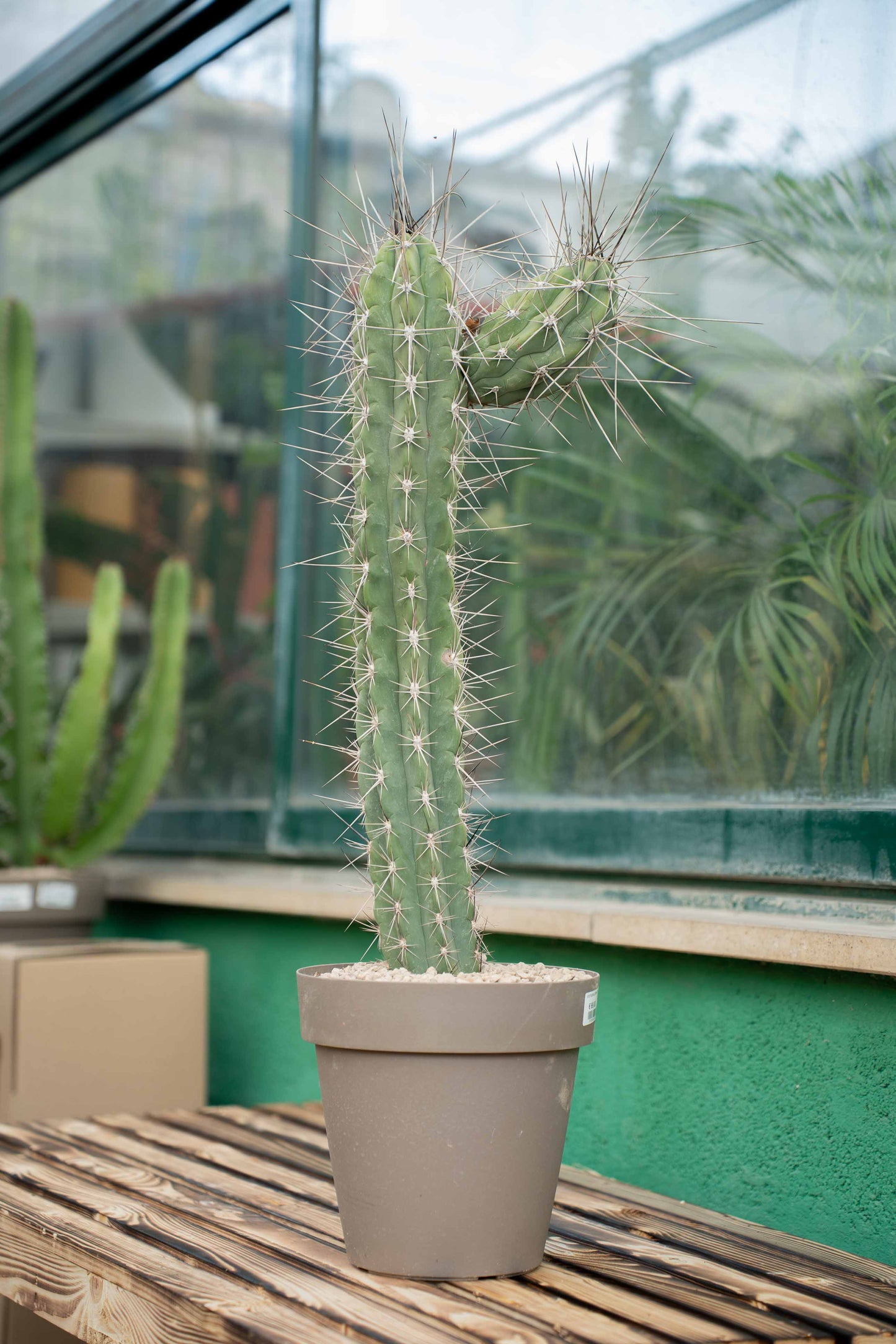 Stetsonia coryne - Vaso ø 25 cm