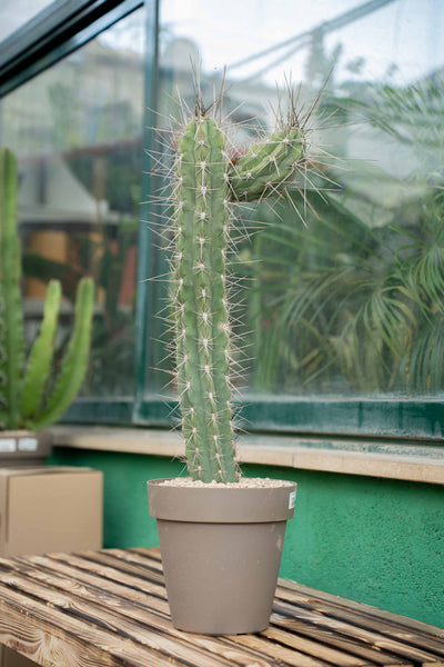Stetsonia coryne - Vaso ø 25 cm