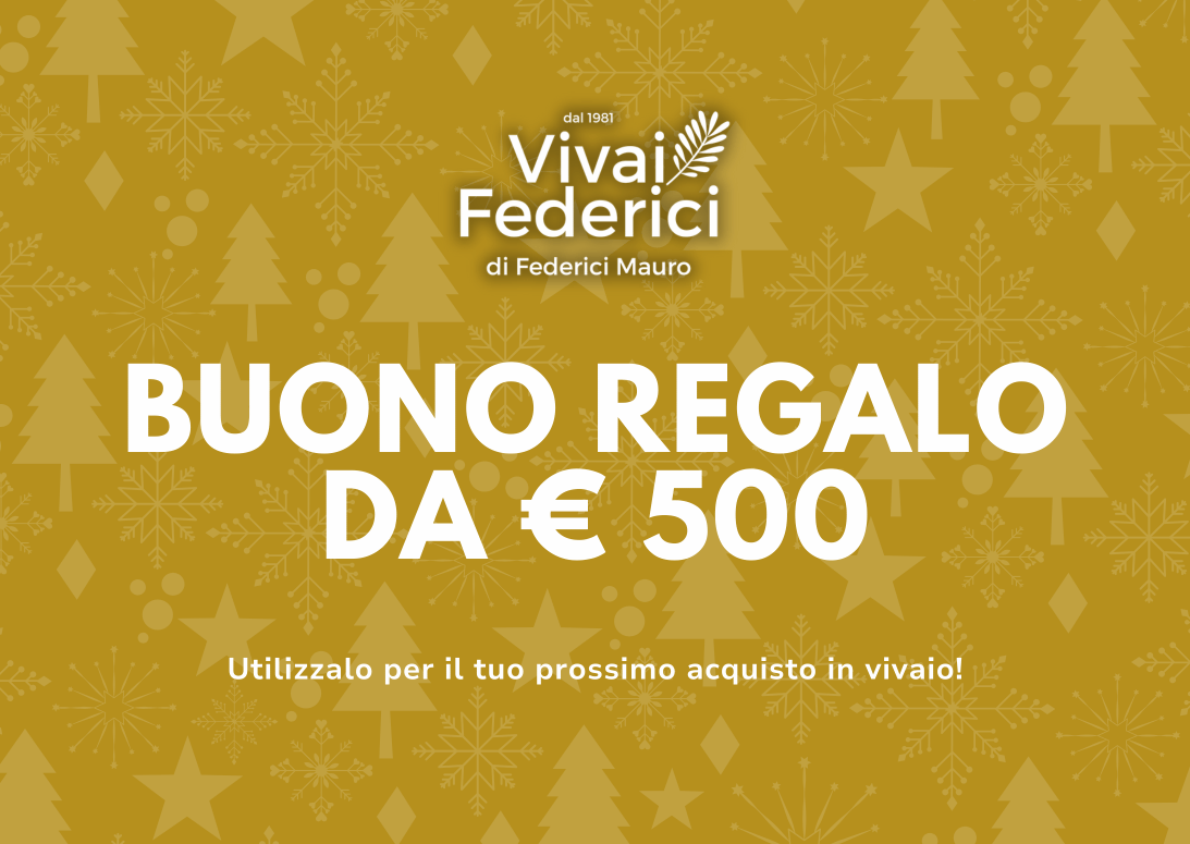 Buono Regalo Natale 2025