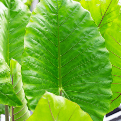 Alocasia machrorizza